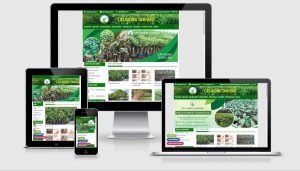 Thiết kế website kinh doanh cây giống Tam Đảo 1